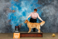 Golden Retriever #101 Sat2 BOBG2 Judge Felicity Trammell
