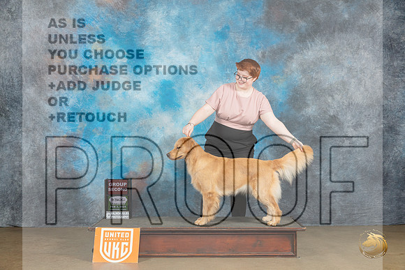 Golden Retriever #101 Sat2 BOBG2 Judge Felicity Trammell_JP_2528_UKCFebLng2024_2024_HR3