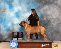 Bullmastiff #19 Sun WDOHBOB Judge Eric Liebes