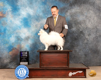 American Eskimo #6 Sun WBM Judge Pat Trotter