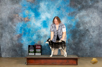 Alaskan Klee Kai #382 Sun2 BOBG2 Judge Kevin Carroll