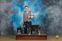 American Bully #385 Sun BOBGrCh Judge Kevin Carroll