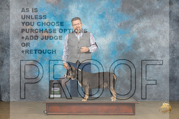 American Bully #385 Sun BOBGrCh Judge Kevin Carroll_JP_2656_UKCFebLng2024_2024_HR3