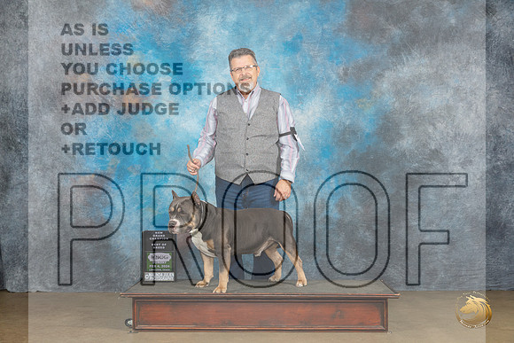 American Bully #385 Sun BOBGrCh Judge Kevin Carroll_JP_2659_UKCFebLng2024_2024_HR3