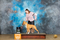 American Pit Bull Terrier #307 Sun1 BOW Judge Kathryn Baxter