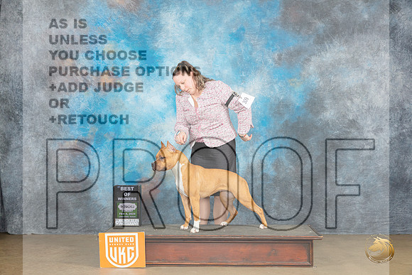 American Pit Bull Terrier #307 Sun1 BOW Judge Kathryn Baxter_JP_2722_UKCFebLng2024_2024_HR3