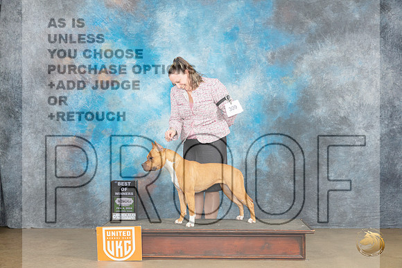 American Pit Bull Terrier #307 Sun1 BOW Judge Kathryn Baxter_JP_2725_UKCFebLng2024_2024_HR3