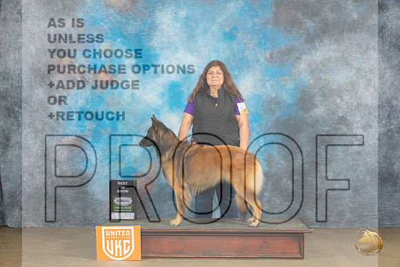 Belgian Tervuren #426 Sun1 ABIS Judge Kathryn Baxter_JP_2730_UKCFebLng2024_2024_HR3