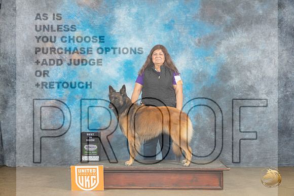 Belgian Tervuren #426 Sun1 ABIS Judge Kathryn Baxter_JP_2731_UKCFebLng2024_2024_HR3