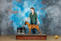 Boxer #408 Sun BOW Judge Kathryn Baxter