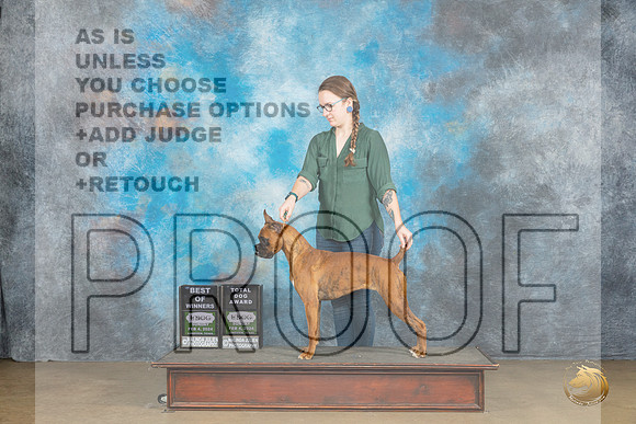 Boxer #408 Sun BOW Judge Kathryn Baxter_JP_2696_UKCFebLng2024_2024_HR3