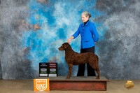 Curly Coat Retriever #115 Sun2 G2CH Judge Kevin Carroll