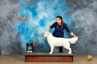 Golden Retriever #379 Sun BOB Judge Teresa Kocher Kevin Carroll