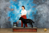 Labrador Retriever #257 Sat BOW Judge Felicity Trammell