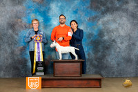 Miniature Bull Terrier #387 Sat BIS Judge Teresa Kocher