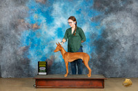 Pharoah Hound #304 Sun G4 Judge Felicity Trammell
