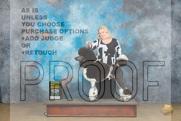Poodle Std MC #200 Sun2 G4 Judge Kevin Carroll_JP_2680_UKCFebLng2024_2024_HR3