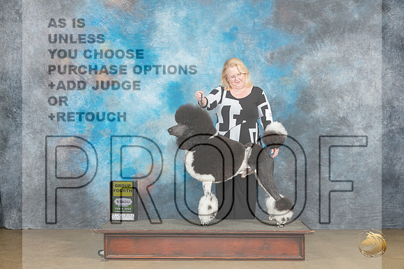 Poodle Std MC #200 Sun2 G4 Judge Kevin Carroll_JP_2682_UKCFebLng2024_2024_HR3