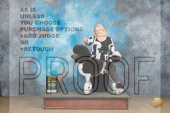 Poodle Std MC #200 Sun2 G4 Judge Kevin Carroll_JP_2684_UKCFebLng2024_2024_HR3