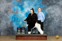 Poodle Std MC #344 Sun COCGCH Judge Kevin Carroll