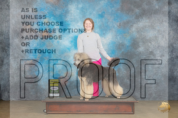 Poodle Std MC #402 Sat G4 Judge Teresa Kocher_JP_2646_UKCFebLng2024_2024_HR3