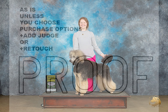 Poodle Std MC #402 Sat G4 Judge Teresa Kocher_JP_2647_UKCFebLng2024_2024_HR3
