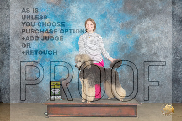 Poodle Std MC #402 Sat G4 Judge Teresa Kocher_JP_2648_UKCFebLng2024_2024_HR3