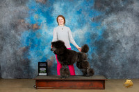 Poodle Std MC #403 Sun