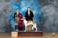 Silken Windhound #11 Sat2 ABIS Judge Felicity Trammell