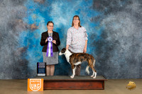 Silken Windhound #24 Sat2 RWB Judge Felicity Trammell