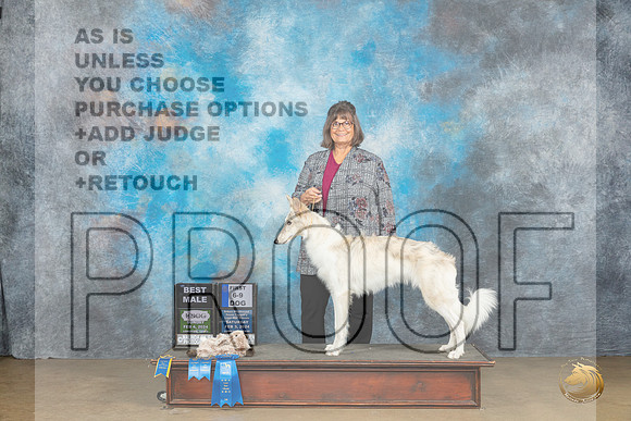 Silken Windhound #301 Fri no judge_JP_2688_UKCFebLng2024_2024_HR3