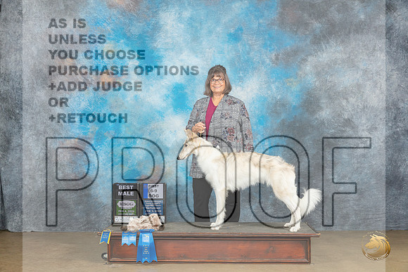 Silken Windhound #301 Fri no judge_JP_2689_UKCFebLng2024_2024_HR3