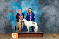 Silken Windhound 312 Sat2 BVBISS Judge Felicity Trammell