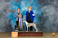 Whippet #211 Sat2 ABIS Judge Teresa Kocher
