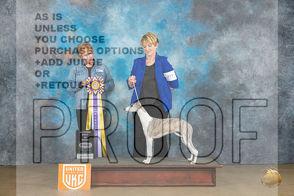 Whippet #211 Sat2 ABIS Judge Teresa Kocher_JP_2564_UKCFebLng2024_2024_HR3