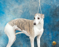 Whippet Ruth Booker