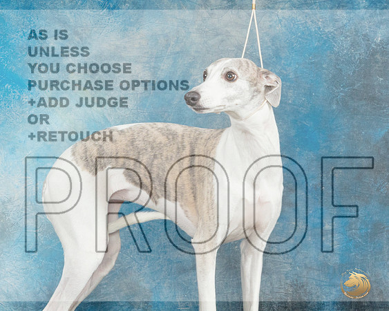 Whippet Ruth Booker_JP_2593_UKCFebLng2024_2024_HR3