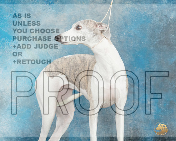Whippet Ruth Booker_JP_2597_UKCFebLng2024_2024_HR3