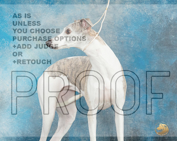 Whippet Ruth Booker_JP_2603_UKCFebLng2024_2024_HR3