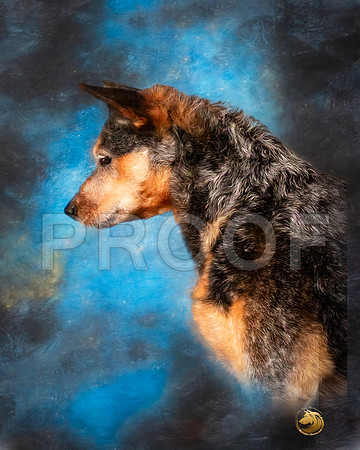 Australian Cattle Dog BOB Mari-_SR_9276e-HR3