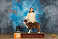 Australian Shepherd #278 Sun BOW Judge Kathryn Baxter