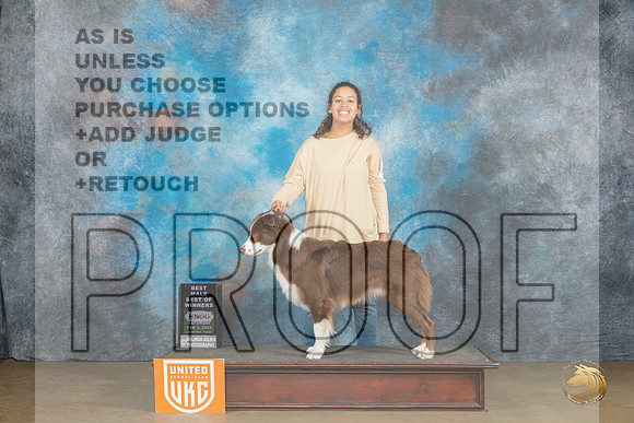 Australian Shepherd #278 Sun BOW Judge Kathryn Baxter _JP_2763_UKCFebLng2024_2024_HR3