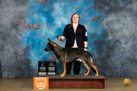 German Shepherd Dog #100 Sun BOB CH Judge Felicity Trammell