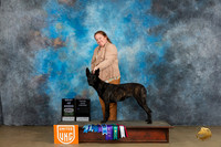 Dutch Shepherd #110 FriSatSun No judge
