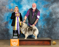 Keeshond Sun BIS Judge Felicity Trammell
