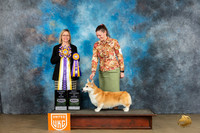 Pembroke Welsh Corgi #105 Sun2 ABISVBIS Judge Felicity Trammell