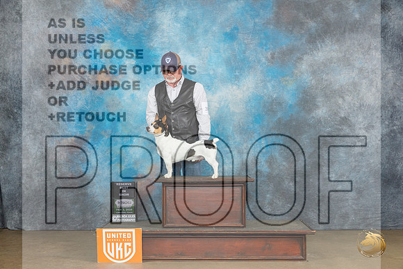 Teddy Roosevelt Terrier #390 Sat RBIS Judge Kevin Carroll_JP_2834_UKCFebLng2024_2024_HR3