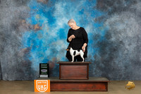 Toy Fox Terrier #339 Sun G2 Judge Kathryn Baxter