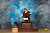 Toy Fox Terrier #398 Sun COC Judge Kathryn Baxter