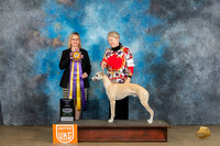 Whippet #246 Sun2 RBIS Judge Felicity Trammell